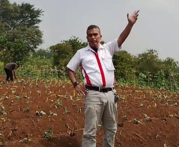 Lahan Tidur Disulap Jadi Kebun Ubi Ungu, Buka Peluang Ekonomi Warga Bogor ‎