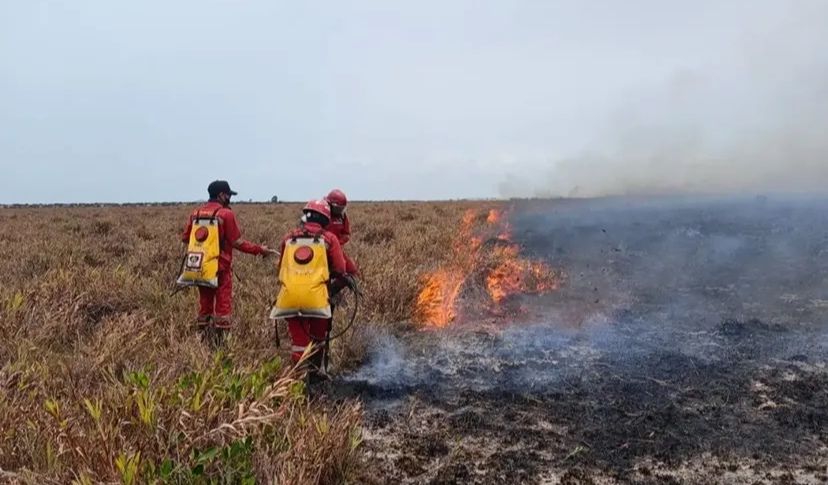 Karhutla Kalimantan Kembali Membara, Benarkah Pemerintah Diam Hadapi Bencana?