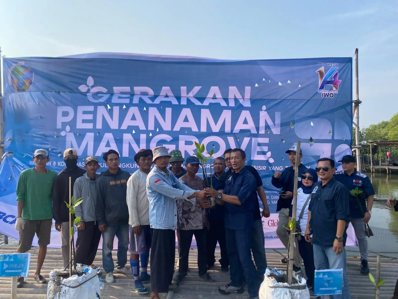 Peringati HUT ke-14, IWO Tanam 1.400 Mangrove di Tanjung Pasir untuk Perkuat Ketahanan Pesisir