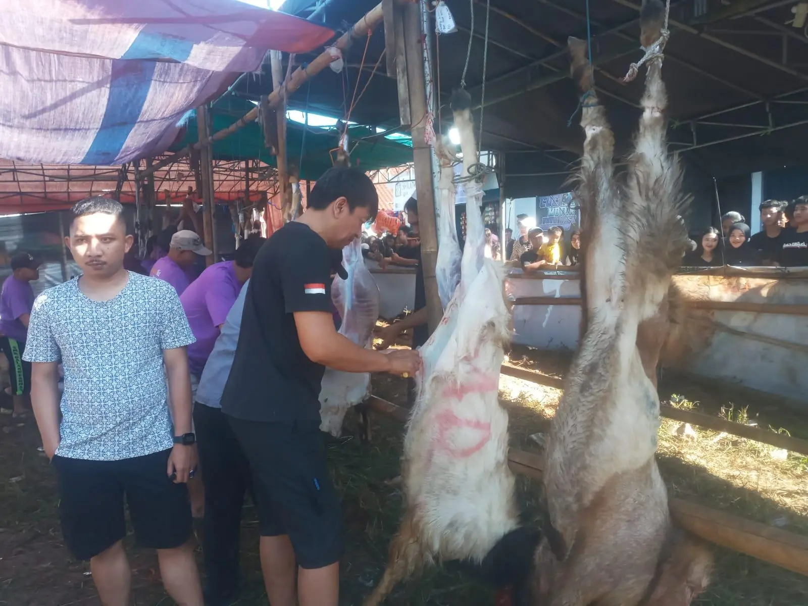 Kampung Pitara Depok Salurkan 43 Hewan Kurban Idul Adha