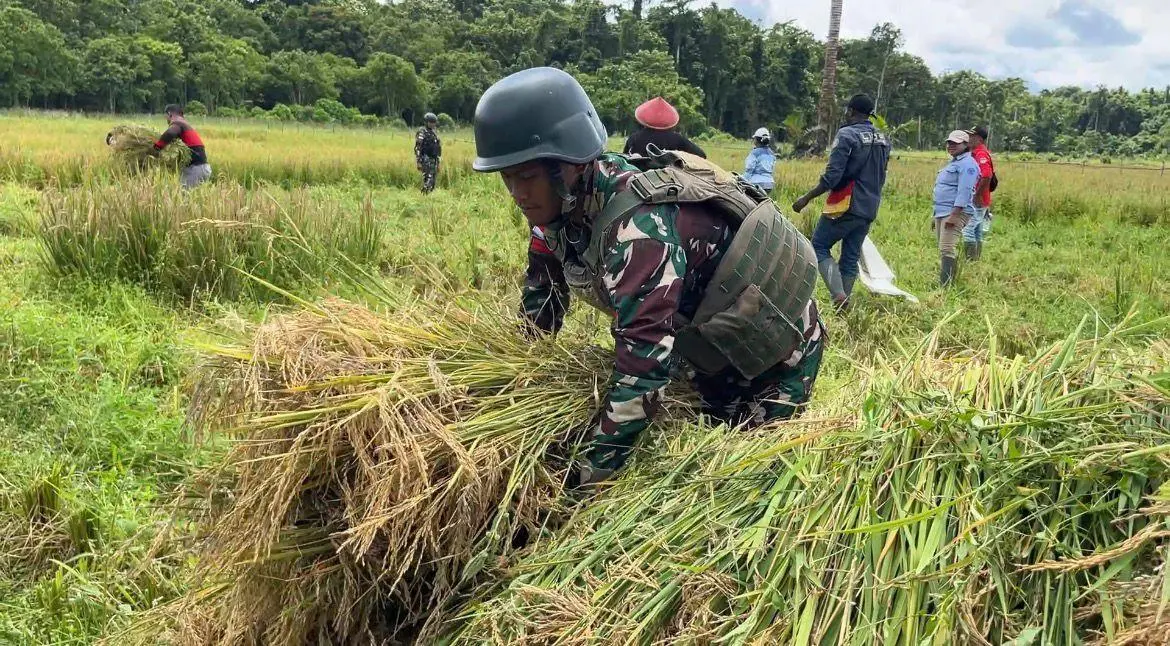 Satgas Pamtas RI-PNG Gelar Panen Raya Padi di Bintuni