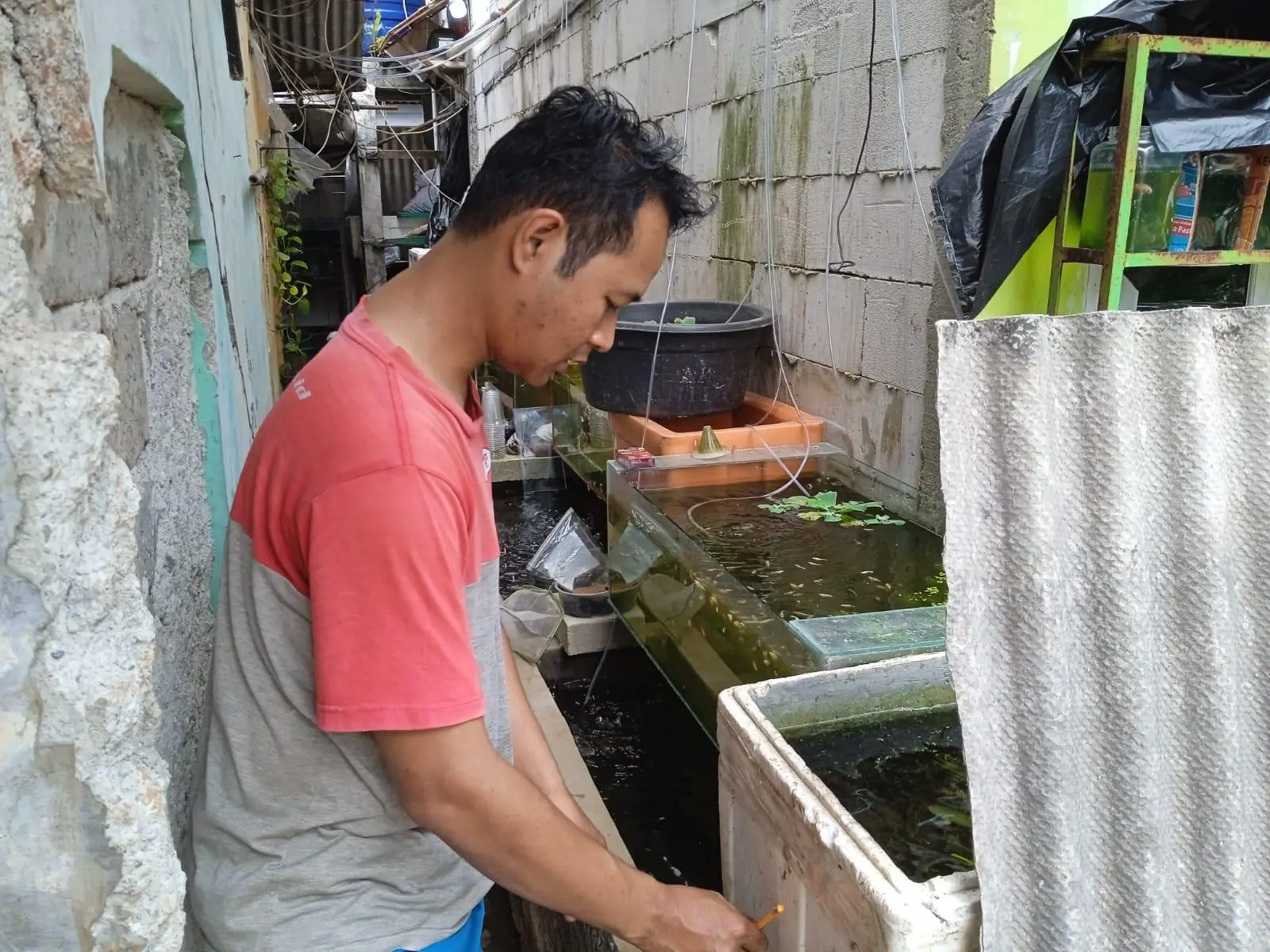 Petani Muda Depok Kembangkan Budidaya Ikan Hias, Butuh Dukungan
