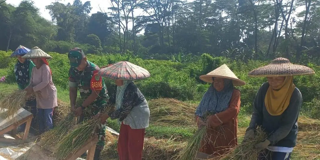 Panen Raya Pondok Pesantren Ar’ridho dihadiri Babinsa