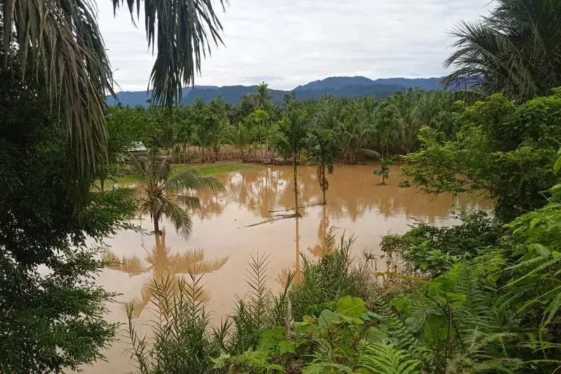 Akibat Banjir Lahan Pertanian di Kabupaten Pasaman Barat Alami Kerusakan