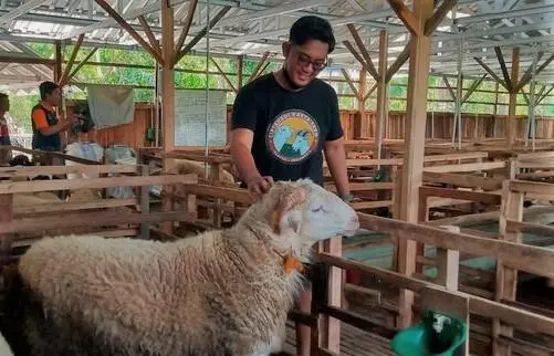 Mundur dari Perusahaan BUMN, Pemuda ini Sukses Jadi Peternak Domba