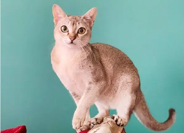 Tips Merawat Kucing Agar Tetap Sehat