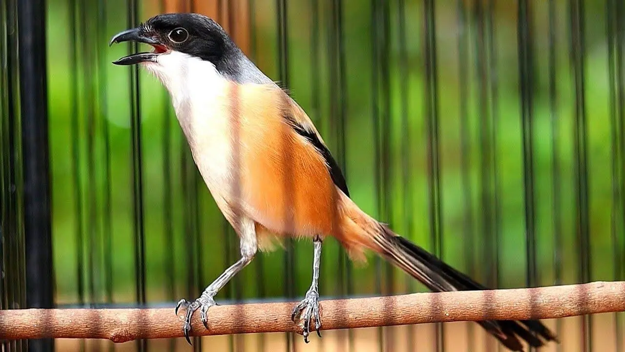 Maggot dapat Dijadikan Pakan Alternatif Burung Kicau