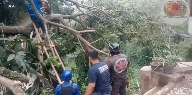Kios dan Mesjid di Kp. Sukabakti Rusak Akibat Pohon Tumbang