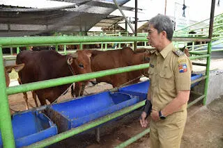 Dedie Pastikan Hewan Ternak di RPH Bubulak Miliki SKKD