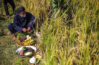Bima Arya Ikuti Acara Tradisi Mipit Amit Ngala Menta Panen Pare di Lembur Sawah