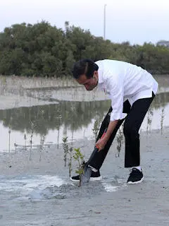 Saat Presiden Jokowi Tanam Mangrove di Abu Dhabi