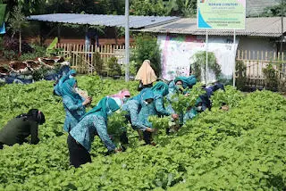 Yantie Rachim dan Kader PKK Panen Raya di KWT Kertajaya