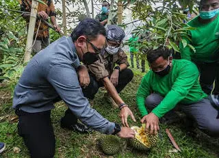 Sandiaga Uno dan Bima Arya Belah Duren di Rancamaya