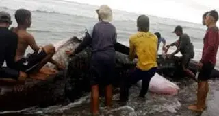 Ikan Hiu Raksasa Terdampar di Pantai Ciwidig Cianjur